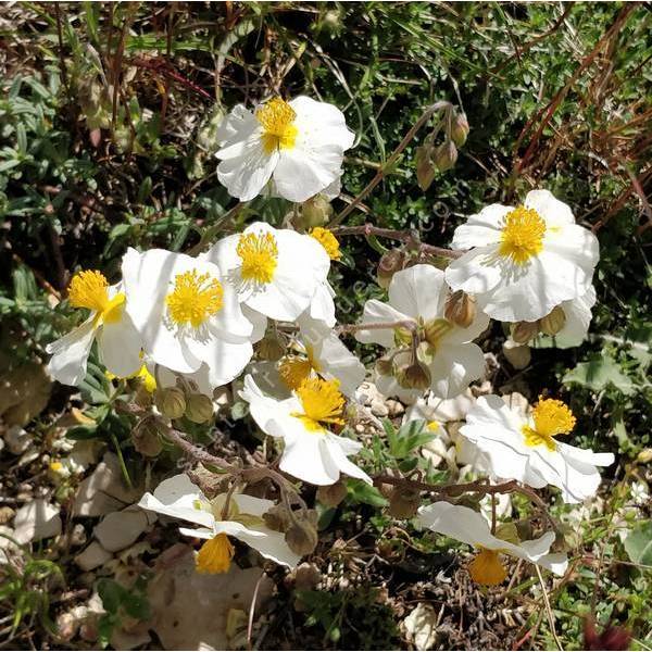 Hélianthème vivace à fleur blanche - Helianthemum apenninum