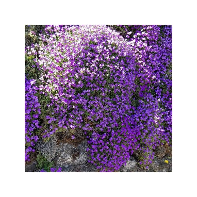 Aubrieta 'Mésange Bleue' - Aubriète