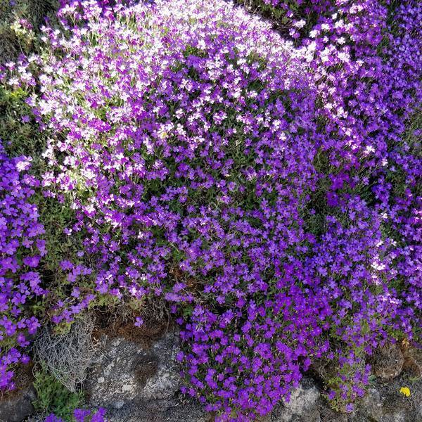 Aubrieta 'Mésange Bleue' - Aubriète