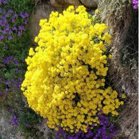 Aurinia saxatile - syn : Alyssum saxatile - Corbeille d'or