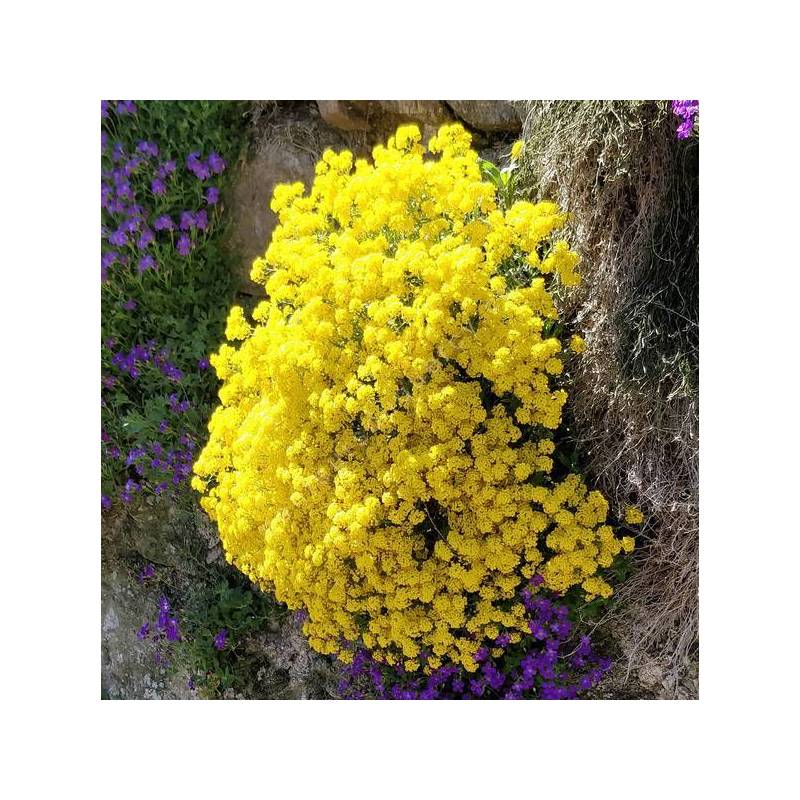 Aurinia saxatile - syn : Alyssum saxatile - Corbeille d'or