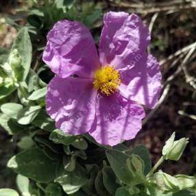 Cistus albidus - Ciste cotonneux