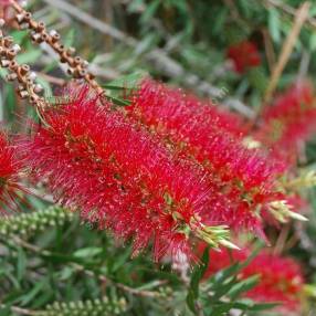 Callistemon rigidus - Rince-bouteille rigide