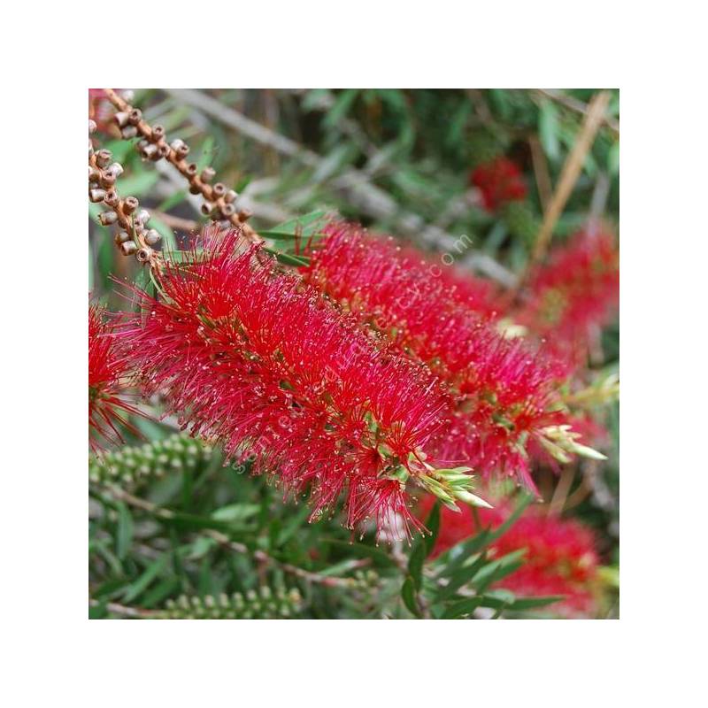 Callistemon rigidus - Rince-bouteille rigide