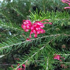 Grevillea juniperina - Grévillier à feuilles de genièvre