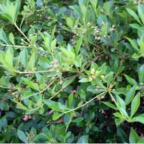 Pittosporum truncatum - Pittospore