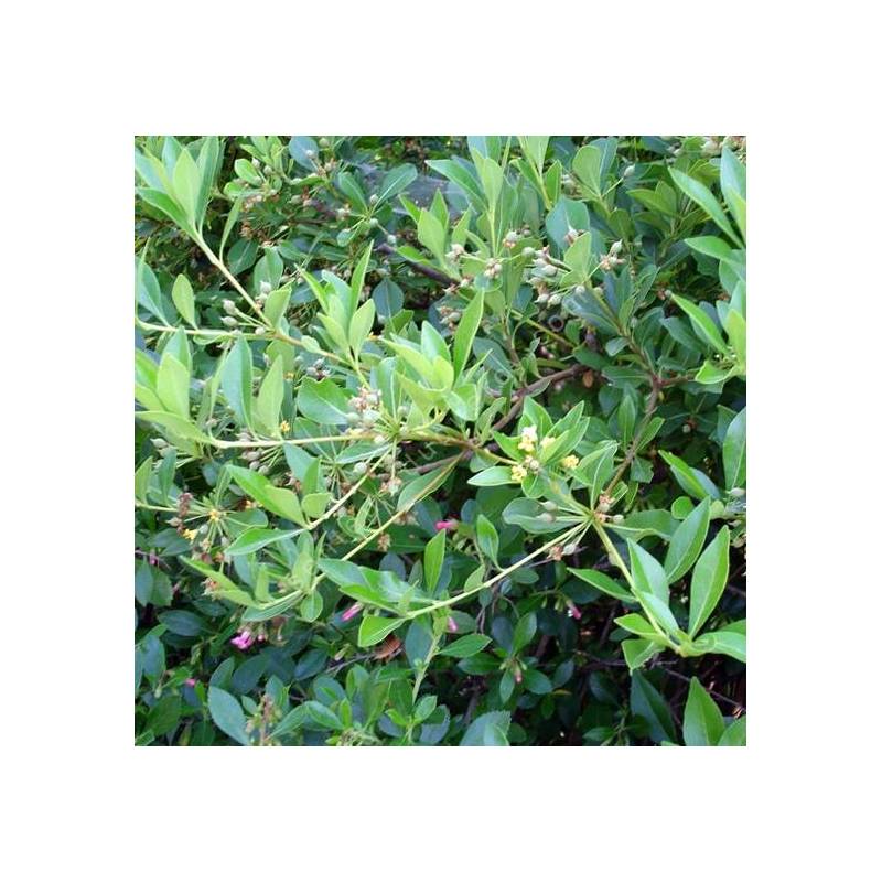 Pittosporum truncatum - Pittospore