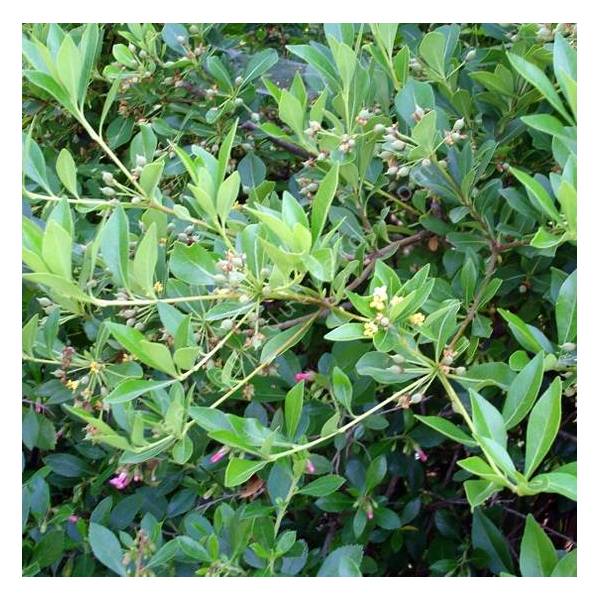 Pittosporum truncatum - Pittospore