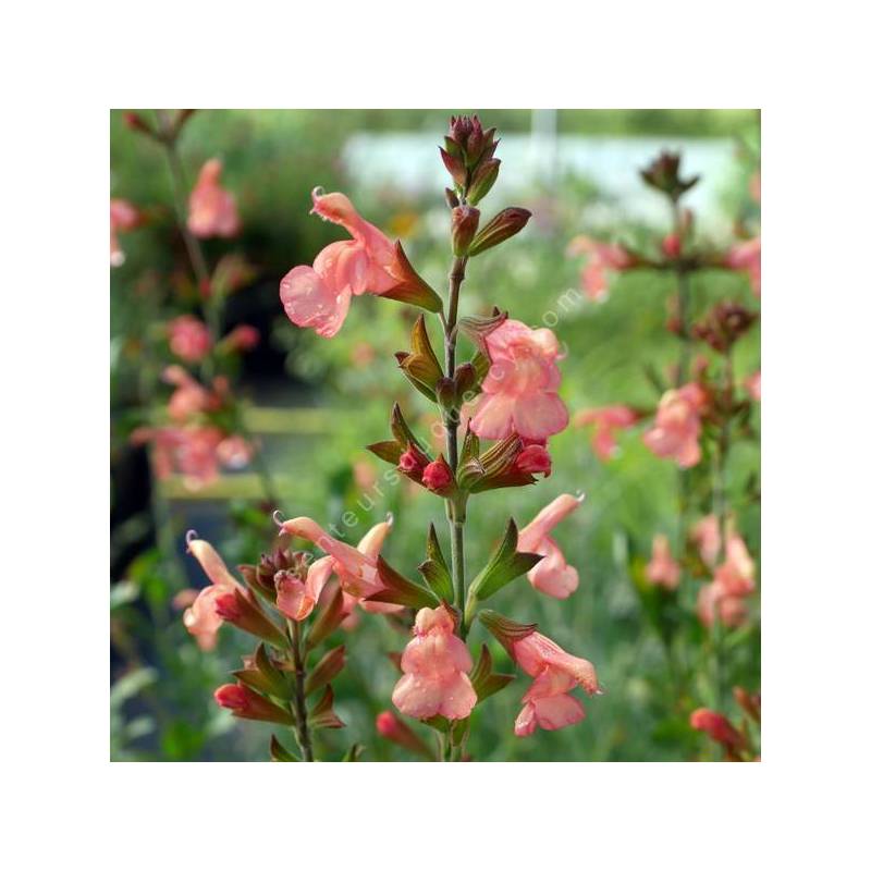 Salvia 'California Sunset' - Sauge arbustive orange