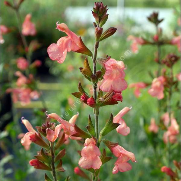 Salvia 'California Sunset' - Sauge arbustive orange