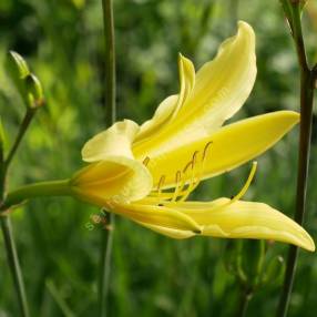 Hemerocallis citrina