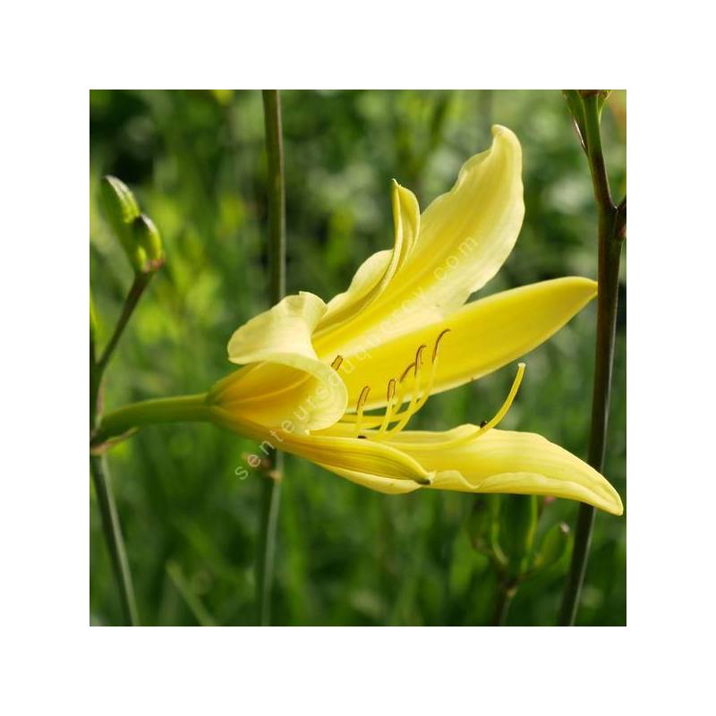 Hemerocallis citrina