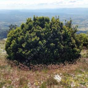Buxus sempervirens - Buis commun