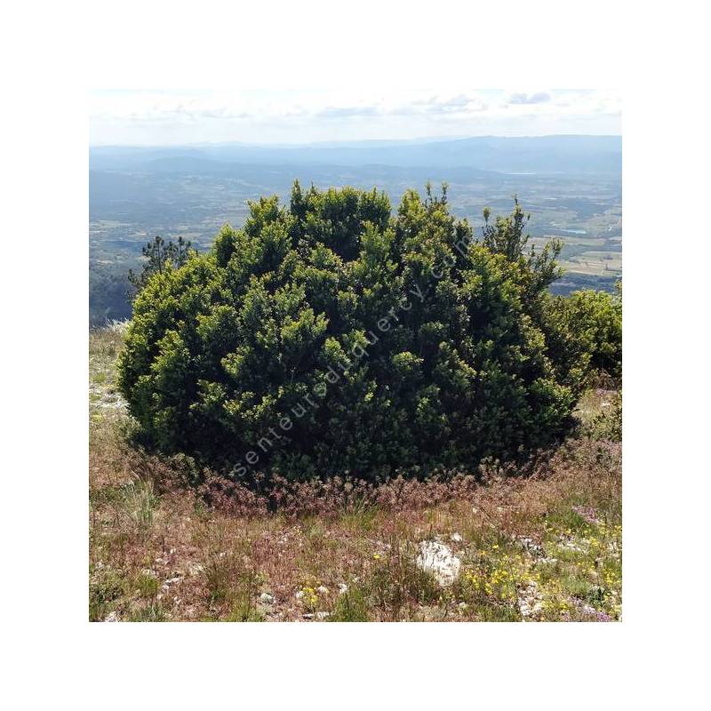Buxus sempervirens - Buis commun