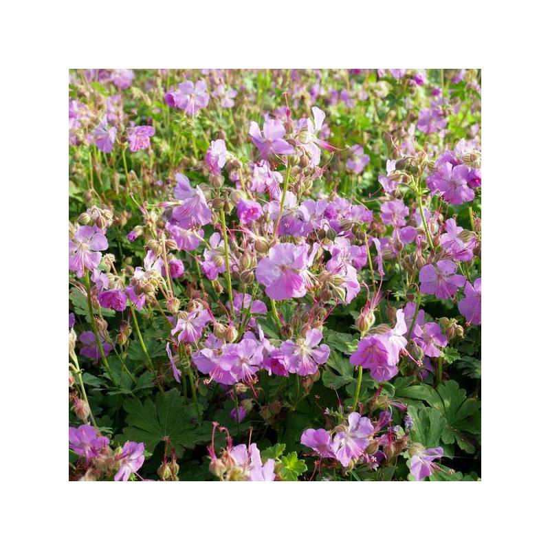 Geranium x cantabrigiense 'Cambridge' - Géranium vivace