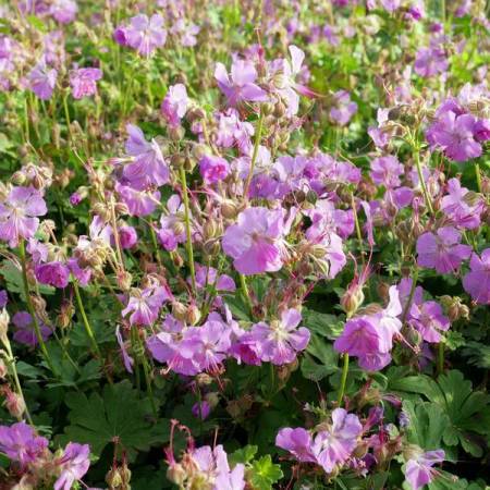 Geranium x cantabrigiense 'Cambridge' - Géranium vivace