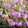 Geranium x cantabrigiense 'Cambridge' - Géranium vivace