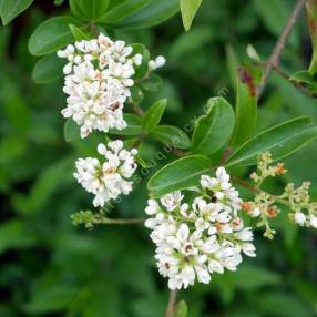 Ligustrum vulgare - Troène commun