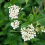 Ligustrum vulgare - Troène commun