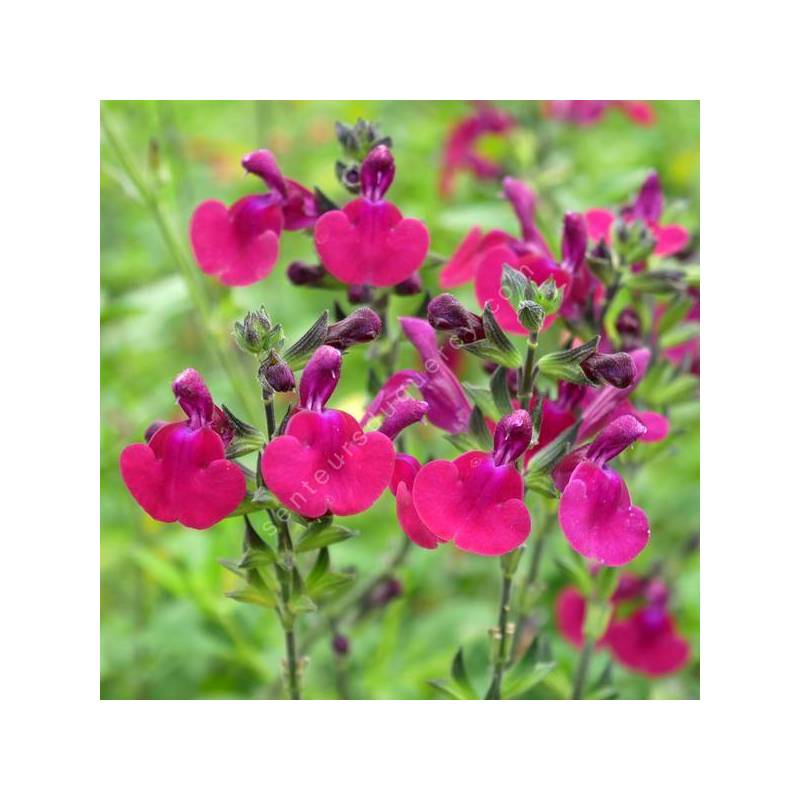 Salvia 'Porthos' - Sauge arbustive 