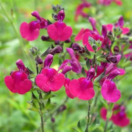 Salvia 'Porthos' - Sauge arbustive 