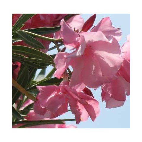 Laurier Rose Cavalaire Nerium Rose Double