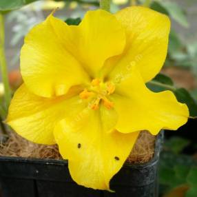 Fremontodendron 'California Glory'