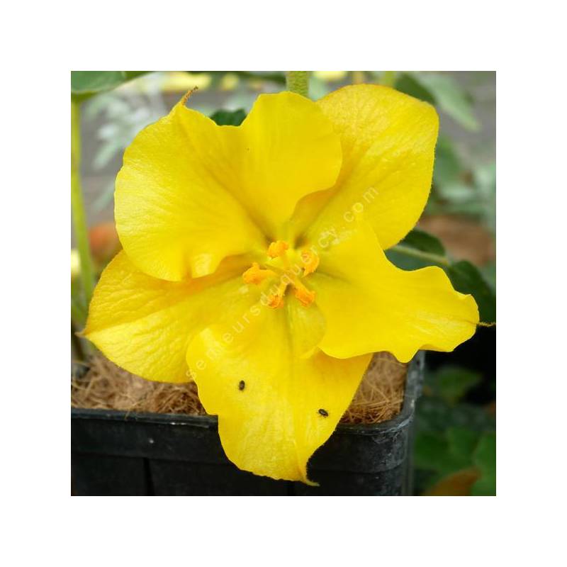 Fremontodendron 'California Glory'