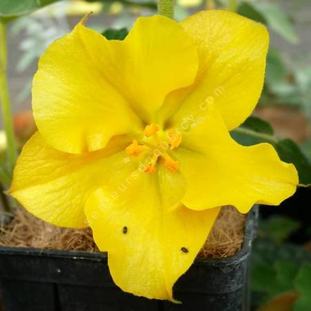 Fremontodendron 'California Glory'