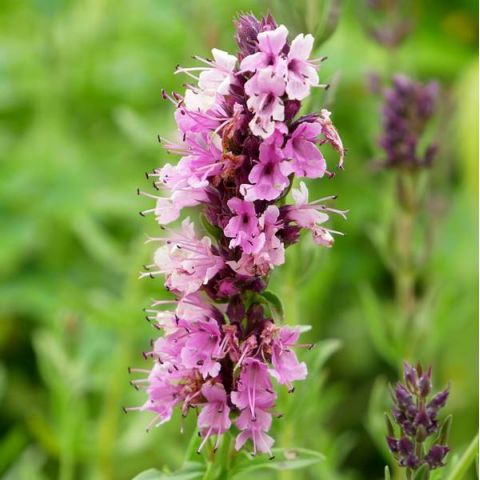 une fleur Martin 10 septembre trouvée par Martine Hyssopus-officinalis-roseus-hysope-afleur-rose