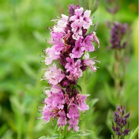 Hyssopus officinalis 'Roseus' - Hysope à fleur rose