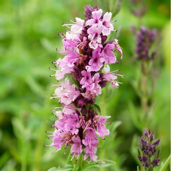 Hyssopus officinalis 'Roseus' - Hysope à fleur rose