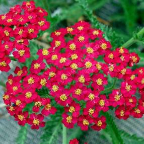 Achillea millefolium 'Paprika' - Achillée millefeuille rouge