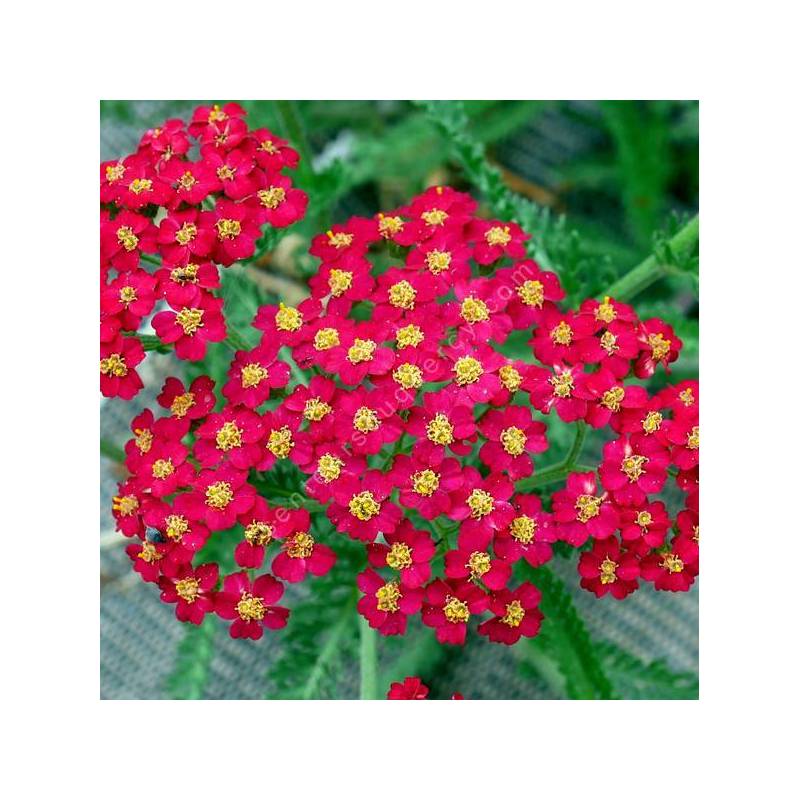 Achillea millefolium 'Paprika' - Achillée millefeuille rouge