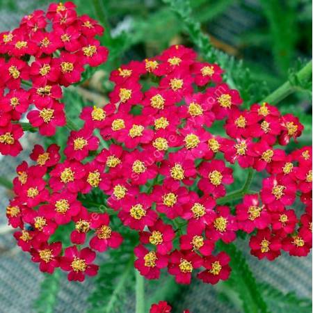 Achillea millefolium 'Paprika' - Achillée millefeuille rouge