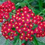 Achillea millefolium 'Paprika' - Achillée millefeuille rouge