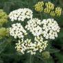 Achillea crithmifolia - Achillée