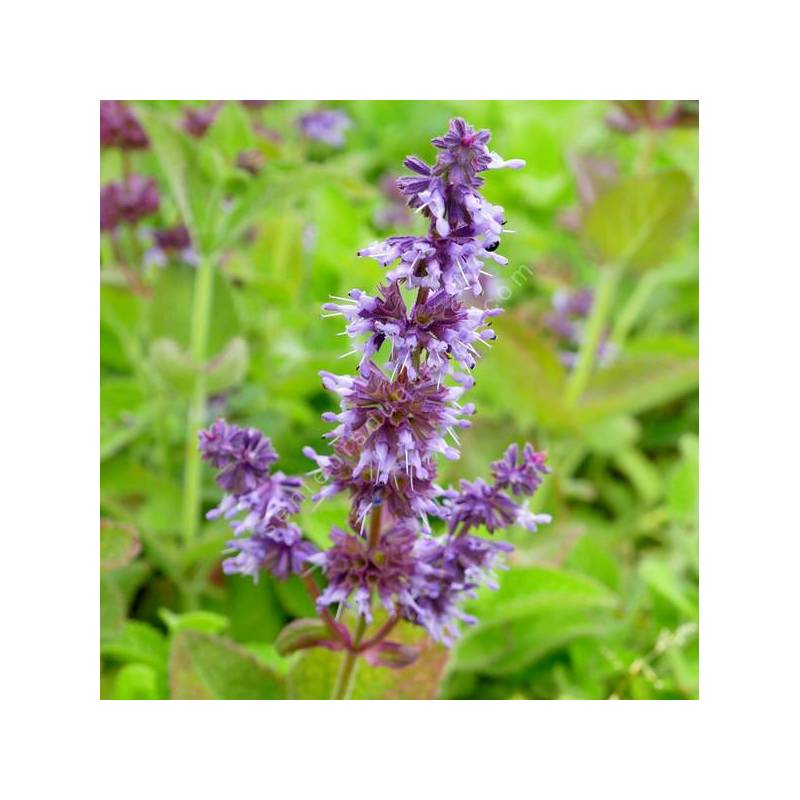 Salvia verticillata 'Hannay's Blue' - Sauge verticillée compacte