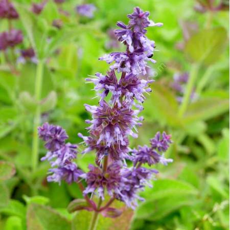 Salvia verticillata 'Hannay's Blue' - Sauge verticillée compacte