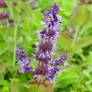 Salvia verticillata 'Hannay's Blue' - Sauge verticillée compacte
