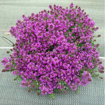 Thymus Coccineus Group