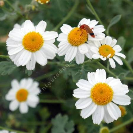 Tanacetum niveum - Tanaisie