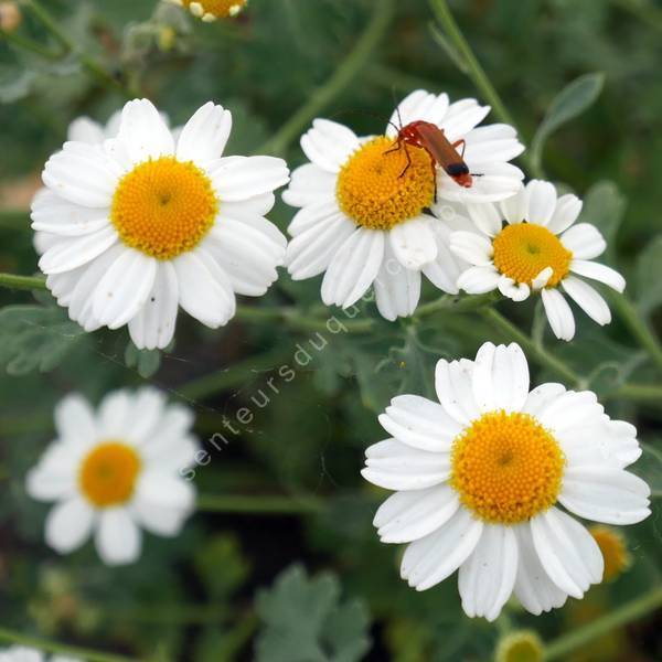 Tanacetum niveum - Tanaisie Tanacetum niveum - Tanaisie