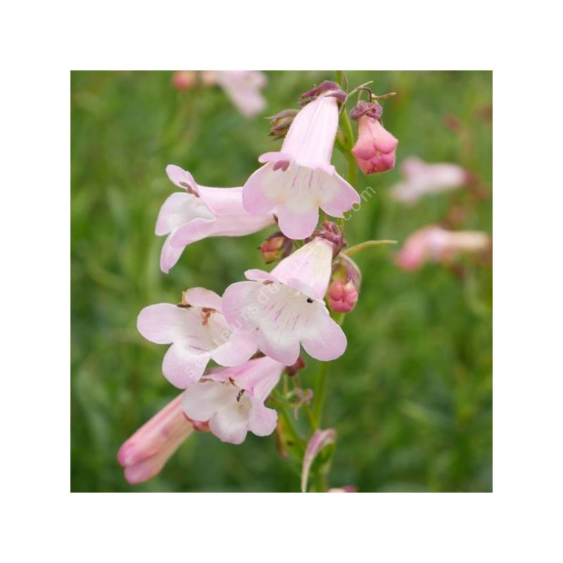 Penstemon 'Apple Blossom' - Galane à fleur rose