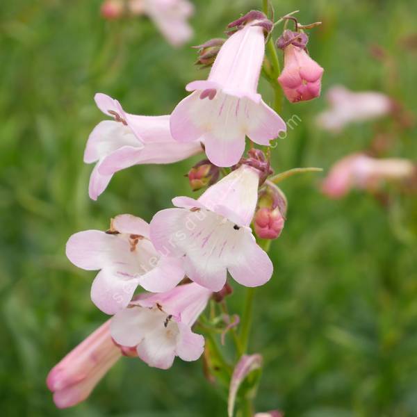 Penstemon 'Apple Blossom' - Galane à fleur rose