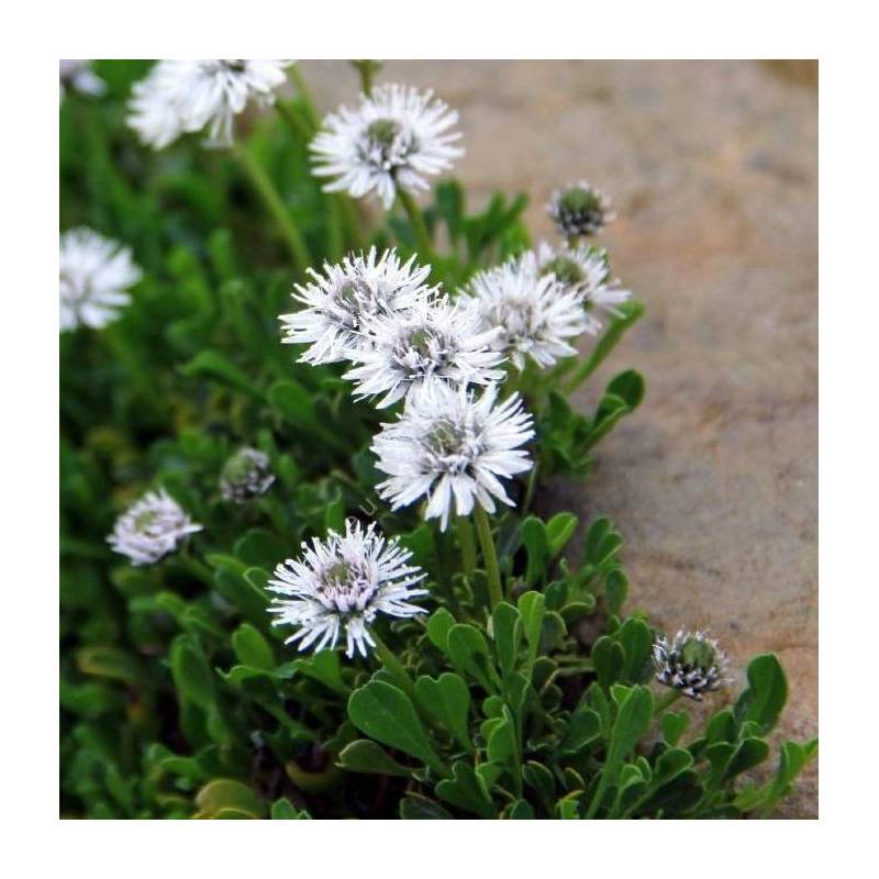 Globulaire à feuille en forme de cœur - Globularia cordifolia 'Alba'