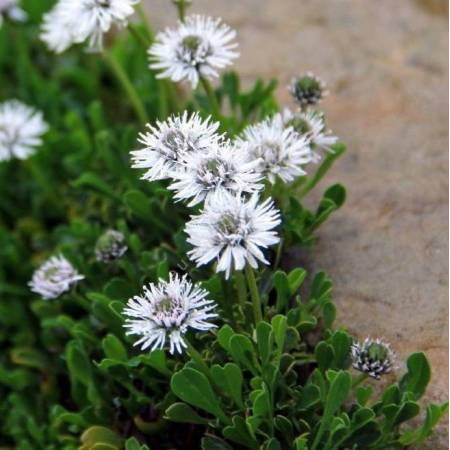 Globularia cordifolia 'Alba' - globulaire à feuille en forme de cœur blanche