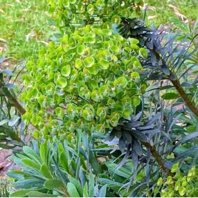 Euphorbia characias 'Humpty Dumpty' - Euphorbe