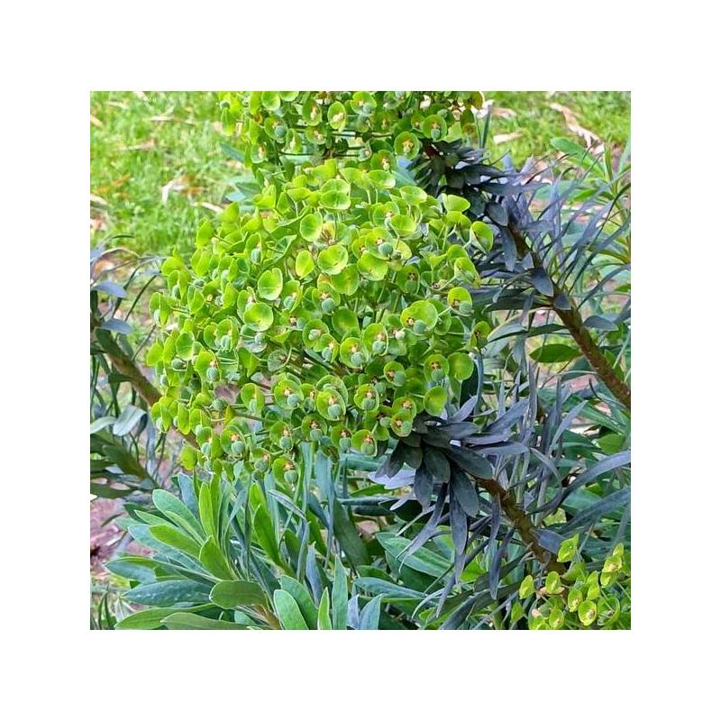 Euphorbia characias 'Humpty Dumpty' - Euphorbe