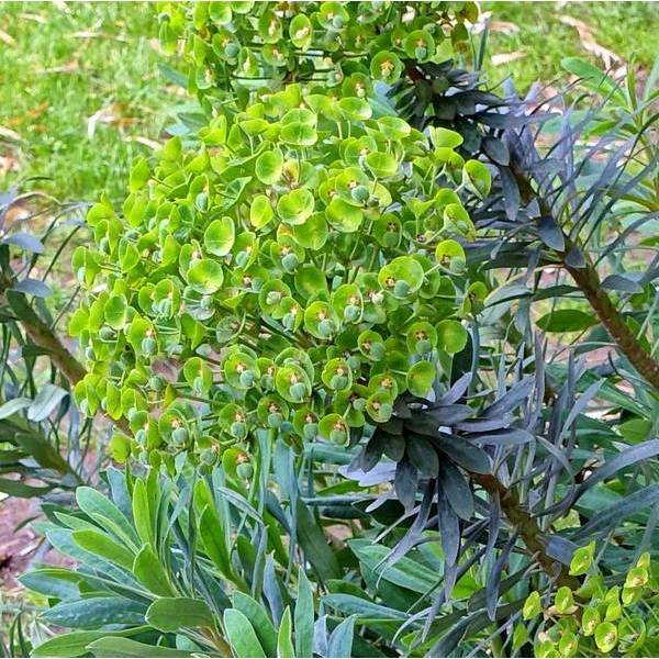 Euphorbia characias 'Humpty Dumpty' - Euphorbe